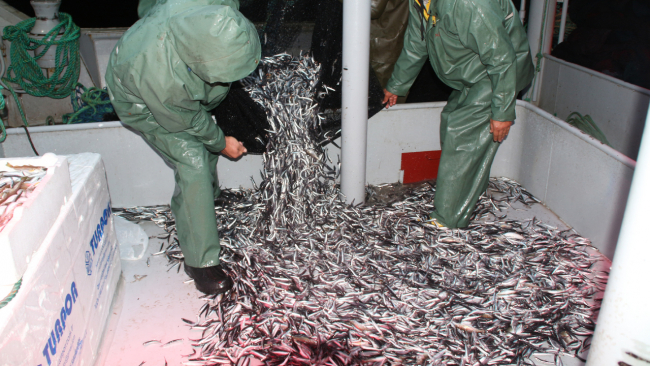 Su sıcaklığı arttı, hamsi Gürcistan ve Rusya'ya yöneldi